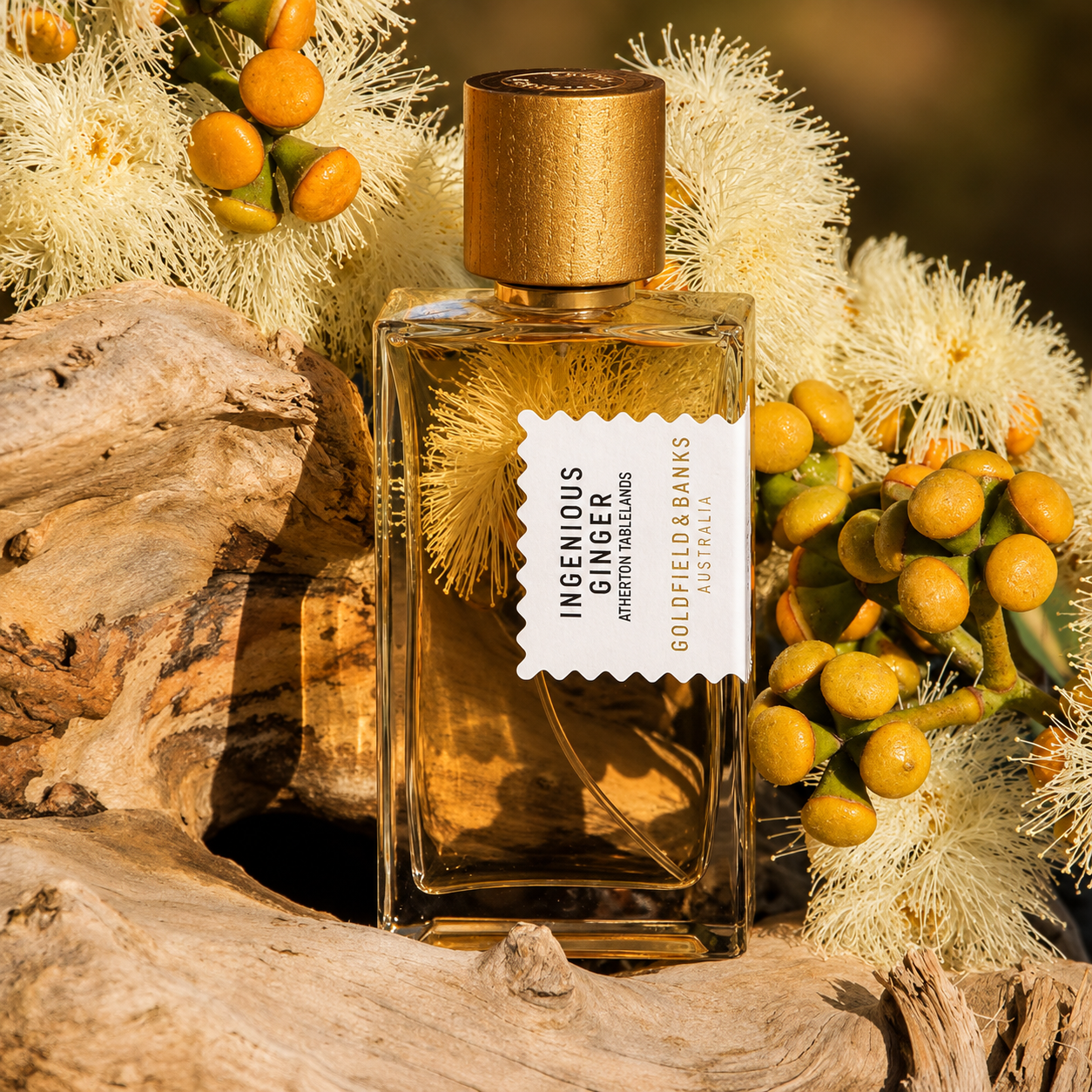 Parfum Ingenious Ginger Goldfield & Banks Australia en mise en scène avec fleurs australiennes, bois naturel et lumière dorée