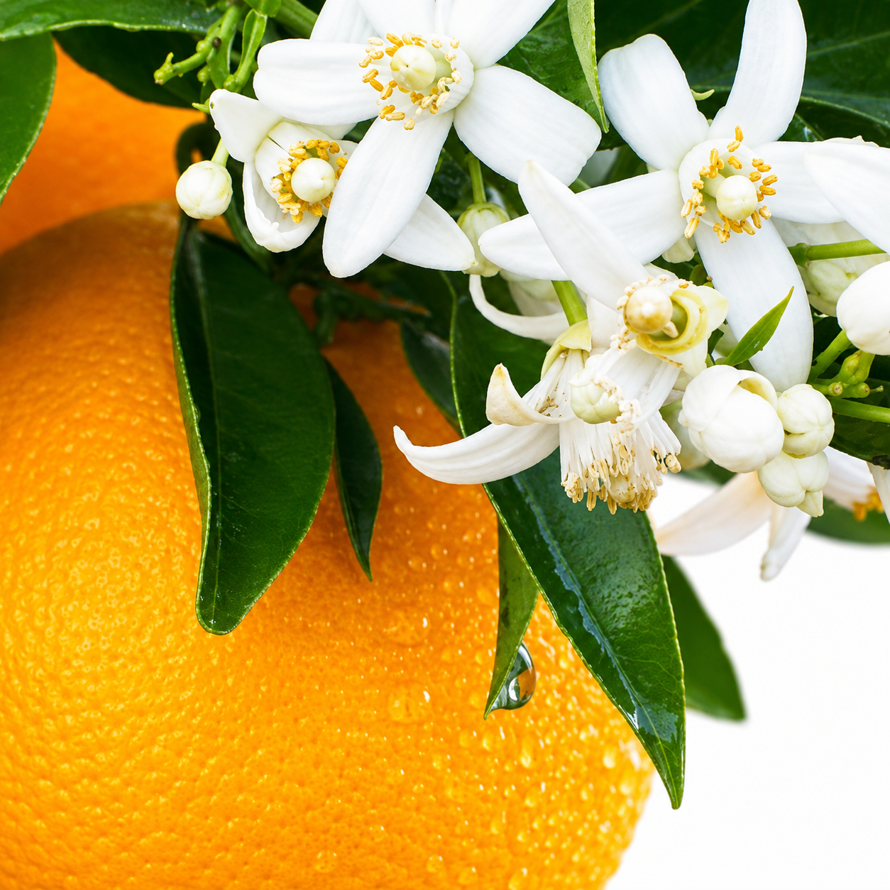Oranger Sirocco de Les Indémodables, extrait absolu 12,5 ml, orange et fleurs d'oranger sur la branche.