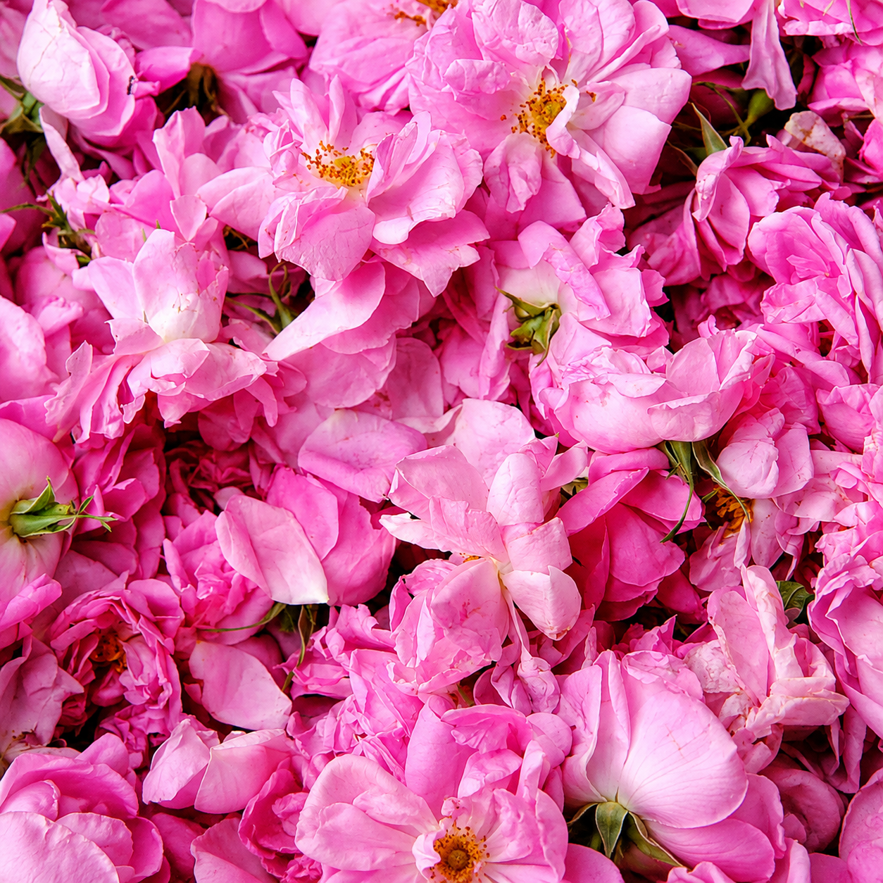 Rose de Jamal de Les Indémodables, extrait absolu 12,5 ml, pétales de roses fraîchement cueillies.
